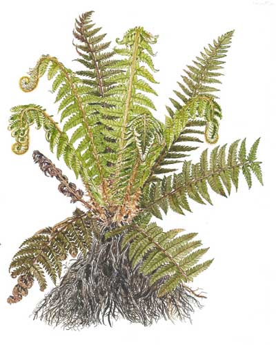 Polystichum aculeatum